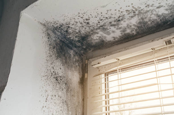 Affordable Basement Mold Remediation solutions in Westernport, MD